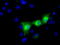 UPF0663 transmembrane protein C17orf28 antibody, M08622, Boster Biological Technology, Immunofluorescence image 