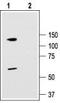 Potassium Voltage-Gated Channel Subfamily C Member 3 antibody, TA328965, Origene, Western Blot image 