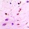 Histone H3.1t antibody, LS-C668835, Lifespan Biosciences, Immunohistochemistry paraffin image 