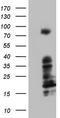 BCL6 Transcription Repressor antibody, TA803346, Origene, Western Blot image 
