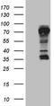Lymphocyte activation antigen CD30 antibody, TA804018, Origene, Western Blot image 