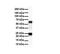 Solute Carrier Family 33 Member 1 antibody, ARP43888_P050, Aviva Systems Biology, Western Blot image 