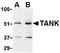 TRAF family member-associated NF-kappa-B activator antibody, TA306342, Origene, Western Blot image 