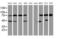 LEI antibody, LS-C175122, Lifespan Biosciences, Western Blot image 