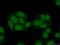 Heterogeneous Nuclear Ribonucleoprotein M antibody, 26897-1-AP, Proteintech Group, Immunofluorescence image 