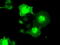 Serine/threonine-protein kinase Nek6 antibody, LS-C784360, Lifespan Biosciences, Immunofluorescence image 