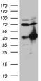 Homeobox C4 antibody, TA809683, Origene, Western Blot image 