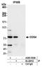 Component Of Oligomeric Golgi Complex 4 antibody, A305-555A, Bethyl Labs, Immunoprecipitation image 