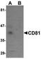 CD81 Molecule antibody, orb75210, Biorbyt, Western Blot image 