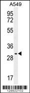Poly(A) Binding Protein Nuclear 1 Like, Cytoplasmic antibody, MBS9204210, MyBioSource, Western Blot image 