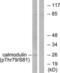 Calmodulin antibody, LS-C198715, Lifespan Biosciences, Western Blot image 