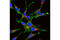 Prolyl 4-Hydroxylase Subunit Beta antibody, 8615S, Cell Signaling Technology, Immunocytochemistry image 