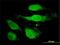Peroxiredoxin 2 antibody, H00007001-M01, Novus Biologicals, Immunofluorescence image 