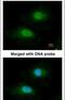 Bisphosphoglycerate Mutase antibody, PA5-21821, Invitrogen Antibodies, Immunofluorescence image 