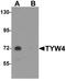 Leucine Carboxyl Methyltransferase 2 antibody, LS-C144383, Lifespan Biosciences, Western Blot image 