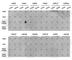 Histone Cluster 3 H3 antibody, A2356, ABclonal Technology, Dot Blot image 