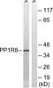NIPP1 antibody, LS-C120168, Lifespan Biosciences, Western Blot image 