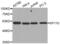 SP110 Nuclear Body Protein antibody, abx002607, Abbexa, Western Blot image 
