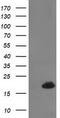 Destrin antibody, TA502606S, Origene, Western Blot image 
