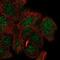 Methyl-CpG Binding Domain Protein 5 antibody, NBP2-54919, Novus Biologicals, Immunofluorescence image 