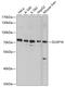 Dual specificity protein phosphatase 16 antibody, 13-468, ProSci, Western Blot image 