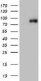YME1 Like 1 ATPase antibody, TA808132, Origene, Western Blot image 