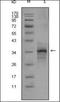 Myostatin antibody, orb89256, Biorbyt, Western Blot image 