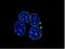 Lamin-C antibody, NBP1-50051, Novus Biologicals, Immunofluorescence image 