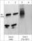CRK Proto-Oncogene, Adaptor Protein antibody, CP4701, ECM Biosciences, Western Blot image 