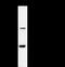 FER Tyrosine Kinase antibody, LS-C342523, Lifespan Biosciences, Immunoprecipitation image 