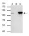 Nucleoporin 107 antibody, GTX116664, GeneTex, Immunoprecipitation image 