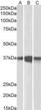 Protein Phosphatase 2 Catalytic Subunit Alpha antibody, 45-119, ProSci, Western Blot image 