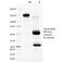 Nuclear Membrane Marker  antibody, 33-257, ProSci, Western Blot image 