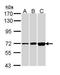 Cyclic nucleotide-gated olfactory channel antibody, GTX112498, GeneTex, Western Blot image 
