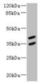 MAGE Family Member B10 antibody, LS-C397798, Lifespan Biosciences, Western Blot image 
