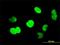 CTBP antibody, H00001487-M01, Novus Biologicals, Immunofluorescence image 