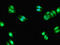 Cytochrome P450 Family 3 Subfamily A Member 7 antibody, LS-C396288, Lifespan Biosciences, Immunofluorescence image 