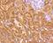 Tumor Susceptibility 101 antibody, NBP2-67884, Novus Biologicals, Immunohistochemistry paraffin image 