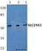 Solute Carrier Family 29 Member 1 (Augustine Blood Group) antibody, A02058-1, Boster Biological Technology, Western Blot image 