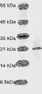 Bcl-2-like protein 2 antibody, TA354756, Origene, Western Blot image 