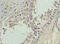 Basic Leucine Zipper ATF-Like Transcription Factor 2 antibody, orb34878, Biorbyt, Immunohistochemistry paraffin image 
