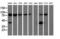 10-formyltetrahydrofolate dehydrogenase antibody, M04615-4, Boster Biological Technology, Western Blot image 