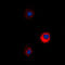 Mucin 13, Cell Surface Associated antibody, LS-C353502, Lifespan Biosciences, Immunofluorescence image 