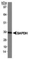 GAPDH antibody, NB300-323, Novus Biologicals, Western Blot image 