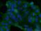 Caveolae Associated Protein 2 antibody, 12339-1-AP, Proteintech Group, Immunofluorescence image 