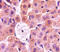 Lysyl Oxidase antibody, A52332-100, Epigentek, Immunohistochemistry paraffin image 