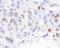 Karyopherin Subunit Alpha 2 antibody, A300-483A, Bethyl Labs, Immunohistochemistry paraffin image 