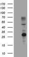 ERCC Excision Repair 8, CSA Ubiquitin Ligase Complex Subunit antibody, MA5-27019, Invitrogen Antibodies, Western Blot image 