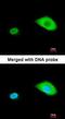 Myotubularin 1 antibody, orb18508, Biorbyt, Immunofluorescence image 