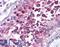 Neuronal PAS Domain Protein 3 antibody, LS-B1381, Lifespan Biosciences, Immunohistochemistry paraffin image 